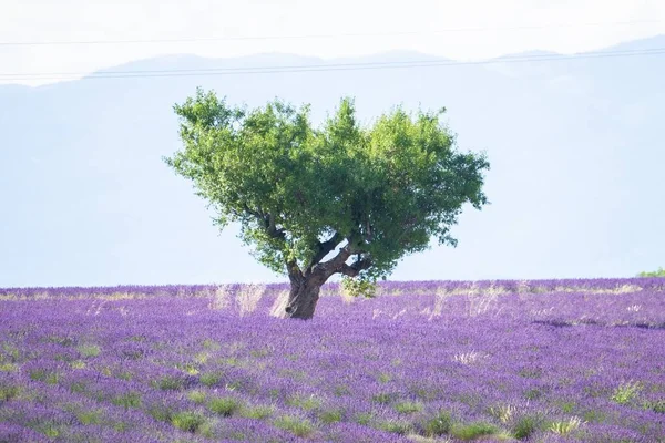 Bela Paisagem Natural Com Campo Flores Lavanda Árvore Verde Solitária — Fotografia de Stock