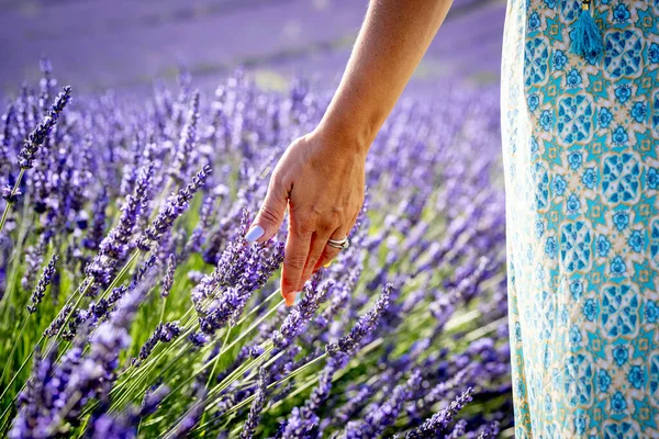 Close Mão Mulher Tocando Flor Lavanda Campo — Fotografia de Stock