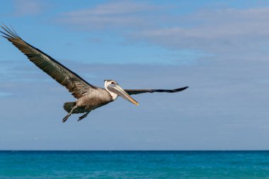 Kışın Arkhyz Nehri. Arkhyz Köyü, Karachai-Cêess Cumhuriyeti