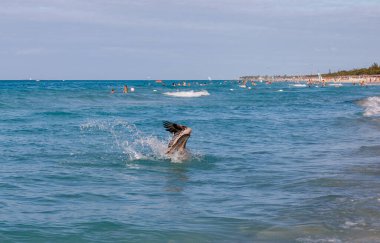 Okyanusta pelikan avı. Varadero, Küba Cumhuriyeti
