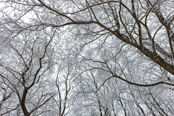 Drzewa Pod Śniegiem Widok Niebo Parku Uzdrowiskowym Miasto Yessentuki Terytorium — Zdjęcie stockowe