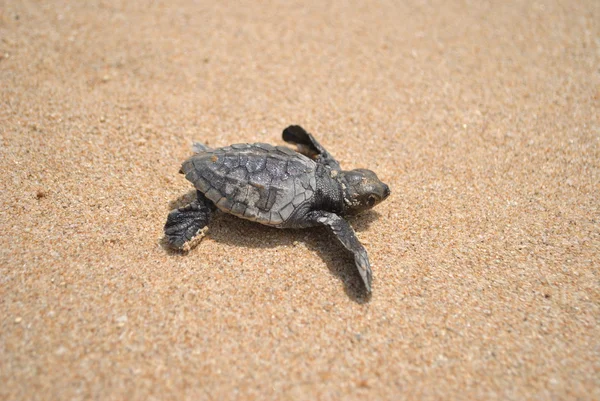 Little turtle crawling on the sand
