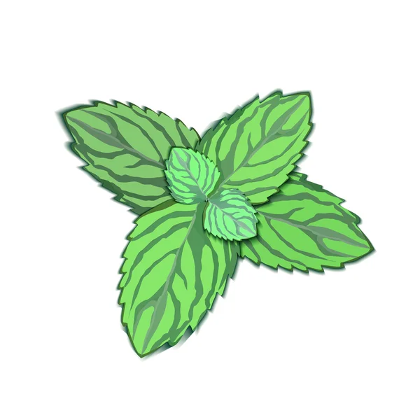 하얀 배경에 있는 민트 잎 — 스톡 벡터