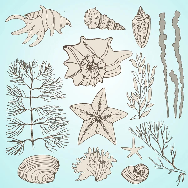 Collection de coquilles vintage — Image vectorielle