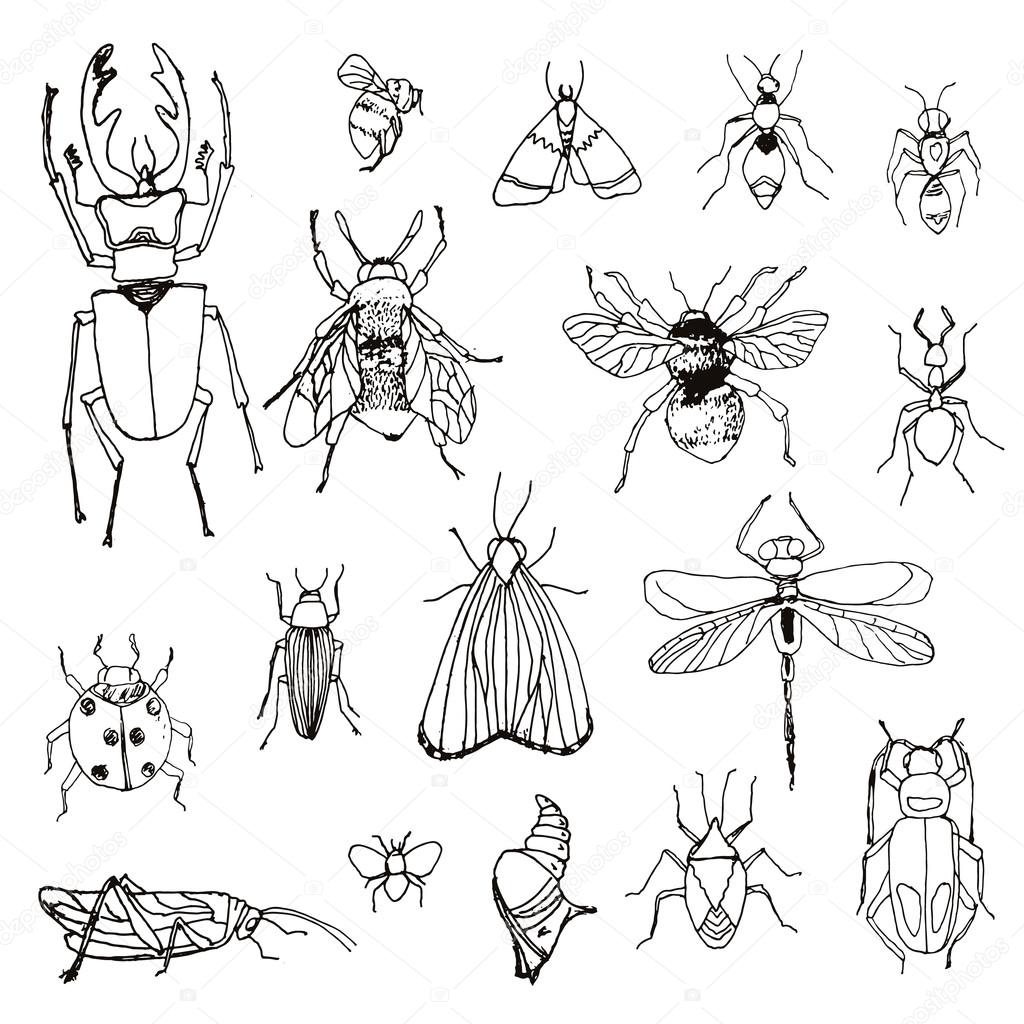 Set of insects drawn by hand, sketch