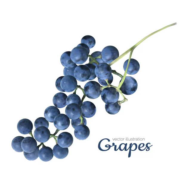 Wektor winogron realistyczne na białym tle — Wektor stockowy