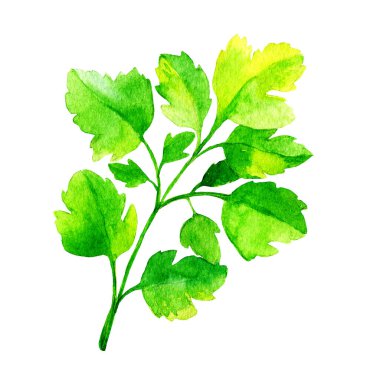 Beyaz maydanozlu suluboya.