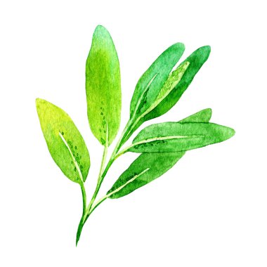 Beyaz renkte izole edilmiş suluboya