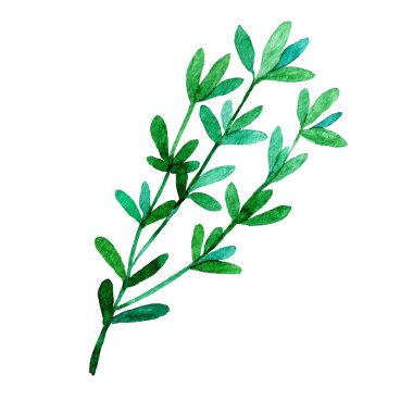 Suluboya kekik beyazı üzerinde izole