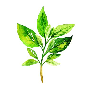 Basil suluboya beyaz üzerine izole