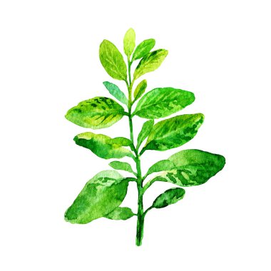 Suluboya kekikotu beyazda izole edilmiş