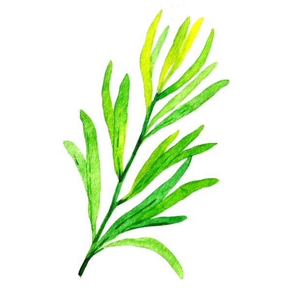 Watercolor Tarragon Isolated White Estragon Herb Spice — Stock Photo, Image