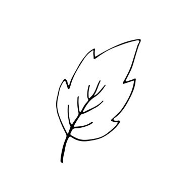 Beyazın üzerinde yalıtılmış grunge yaprağı. Sevimli, tek elle çizilmiş bitkisel element.