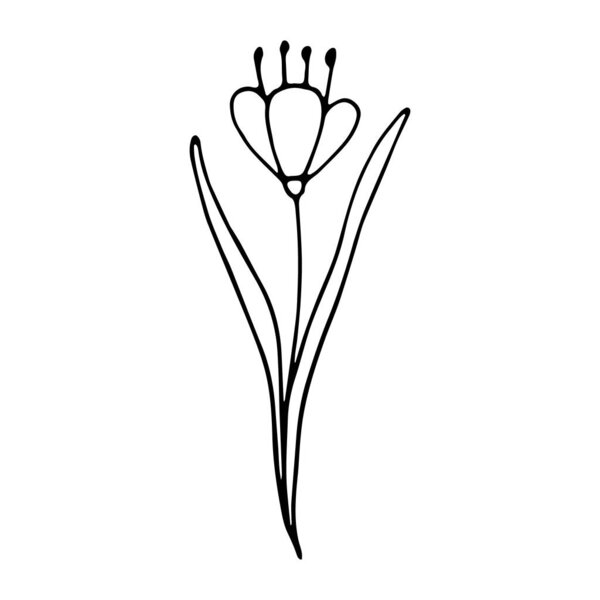 social media story floral element, hand drawn tulip