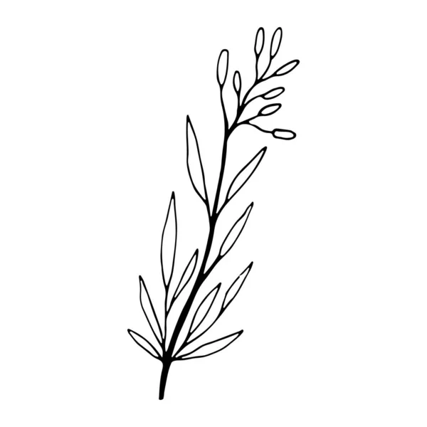 可爱的单手画草本植物元素 花手绘涂鸦图标的社交媒体故事 手绘结婚草本植物 — 图库矢量图片