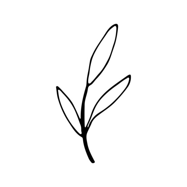 hand drawn Single leaf for wedding decor. Trendy abstract organic and graphic element