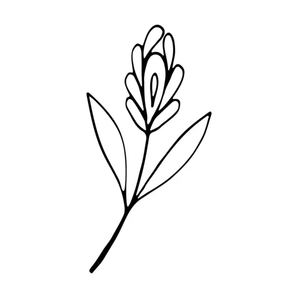 可爱的单手画草本植物元素 花手绘涂鸦图标的社交媒体故事 单手绘草本植物素 — 图库矢量图片
