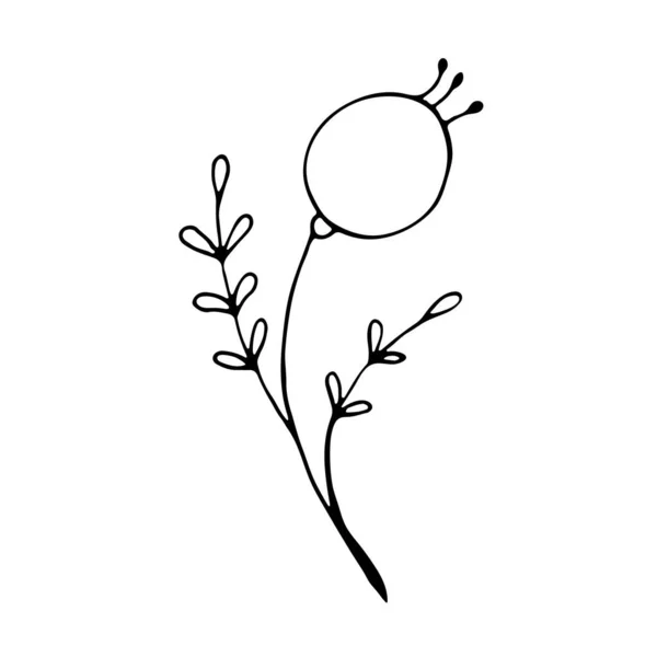 Květinová Kresba Příběh Sociálních Médií Květinový Prvek Botanická Ilustrace — Stockový vektor