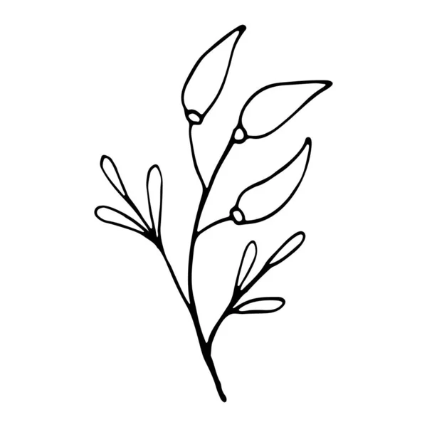 Feuille Doodle Isolée Sur Blanc Mignon Seul Élément Base Plantes — Image vectorielle