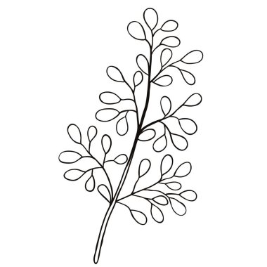 Tek karalama yaprağı beyaza izole edilmiş. Sosyal medya hikayesi için çiçek el karalama ikonu çizdi. Mürekkep çizili dal