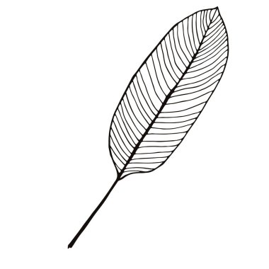 soyut tropikal yaprak beyaza izole edilmiş