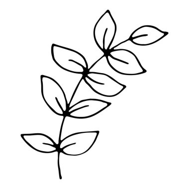 Tek karalama yaprağı beyaza izole edilmiş. Moda soyut organik ve grafik ögesi