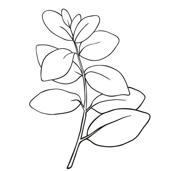 Art Laub Natürliche Blätter Kräuter Linie Stil — Stockvektor
