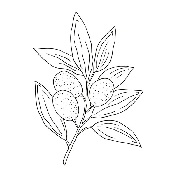 Hand Drawn Olives Design Element — Stock Vector