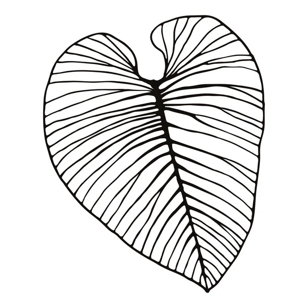 被白色隔离的热带抽象叶子 墨水线画的热带叶子 植物草图 Philodendron Leaf — 图库矢量图片