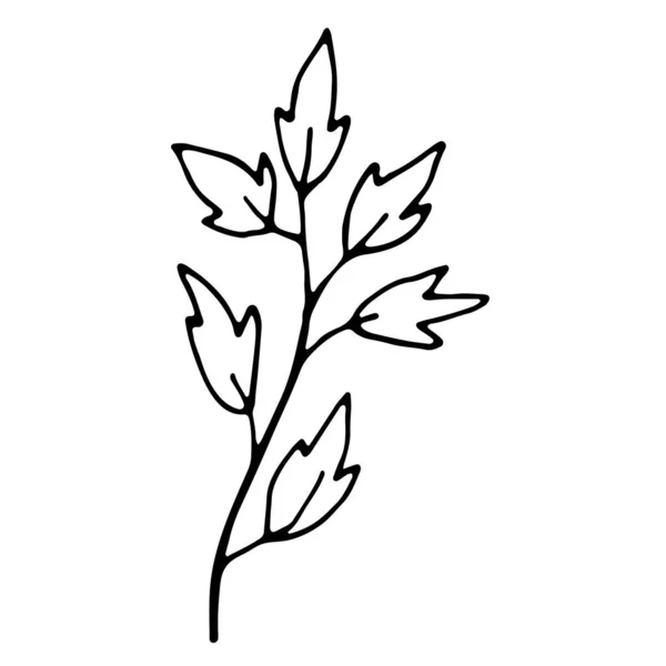 手绘婚礼装饰用的单片叶子 花哨的手绘涂鸦图标为社交媒体故事 墨水抽出的枝条 — 图库矢量图片