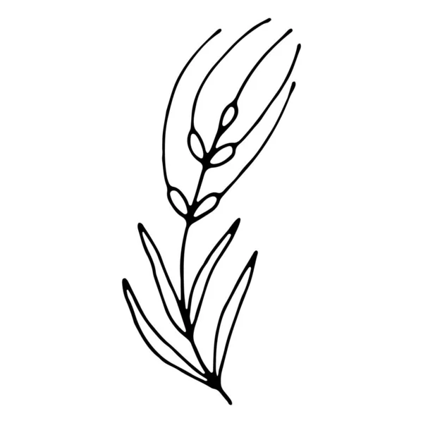 手绘结婚草本植物 — 图库矢量图片