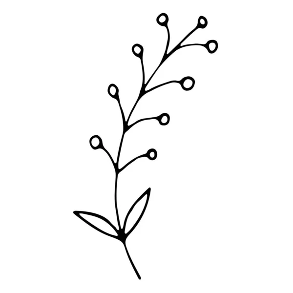 Cover Ikone Handgezeichnetes Hochzeitskraut Pflanze — Stockvektor