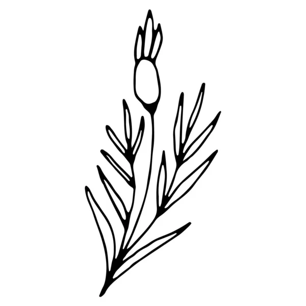 Ręcznie Narysowane Zioło Weselne Roślina Kwiaciarnia Ręcznie Rysowane Ikona Doodle — Wektor stockowy