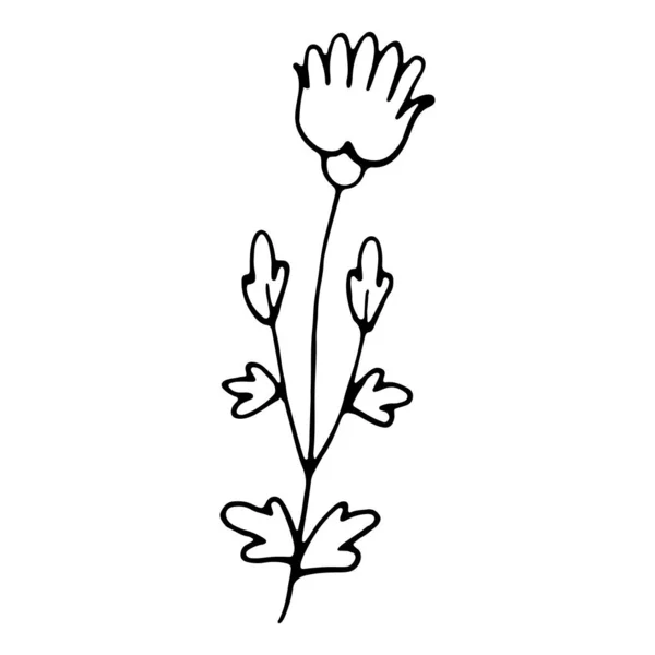 Hand Drawn Plant Hand Drawn Wedding Herb — Stock Vector