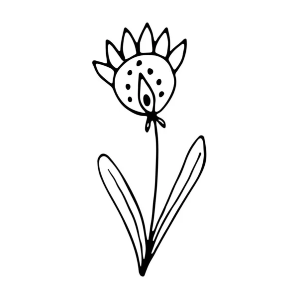 Handgezeichnetes Hochzeitskraut Pflanze — Stockvektor