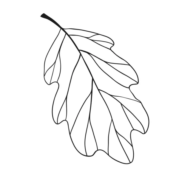 Φύλλα Βελανιδιάς Ζωγραφισμένα Στο Χέρι — Διανυσματικό Αρχείο