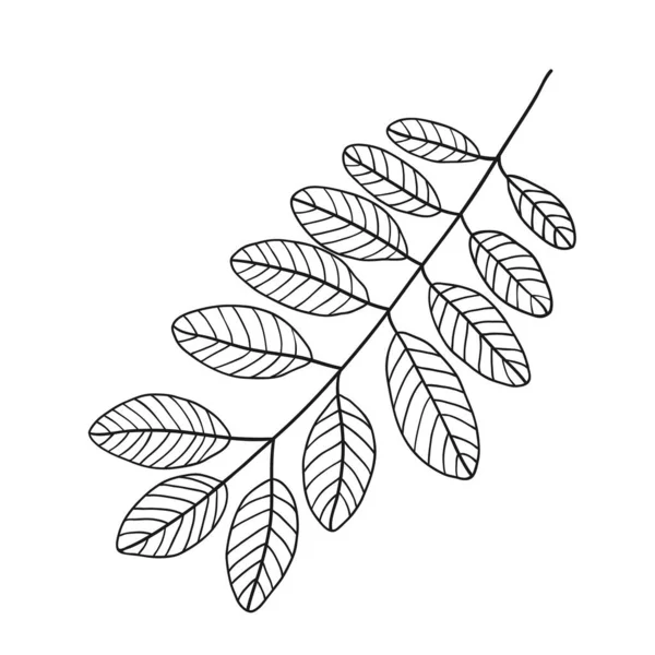 Çizgi ya da dış hatlarda botanik vektörü. El yapımı düğün bitkisi, bitki