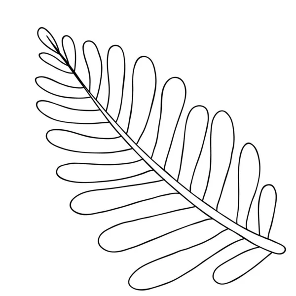 Vector Botánico Línea Arte Contorno Hierba Boda Dibujada Mano — Archivo Imágenes Vectoriales