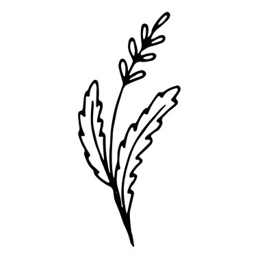 Çizgi ya da dış hatlarda botanik vektörü. Tasarım davetiyesi, düğün kartı, sevgililer günü için dekorasyon ögesi.