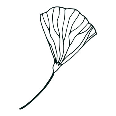 Sevimli tek el bitkisel element mi çizmiş? El yapımı gingo yaprağı beyaza izole edilmiş.