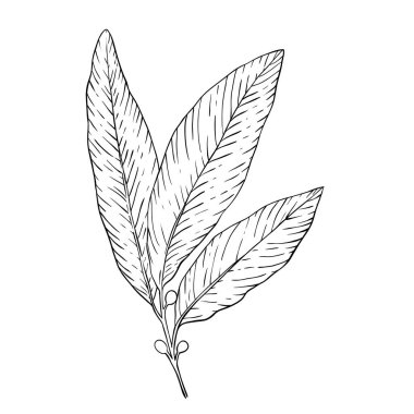 Sosyal ağlar, web, reklamlar için tasarım. El çizimi defne yaprağı beyaza izole edilmiş