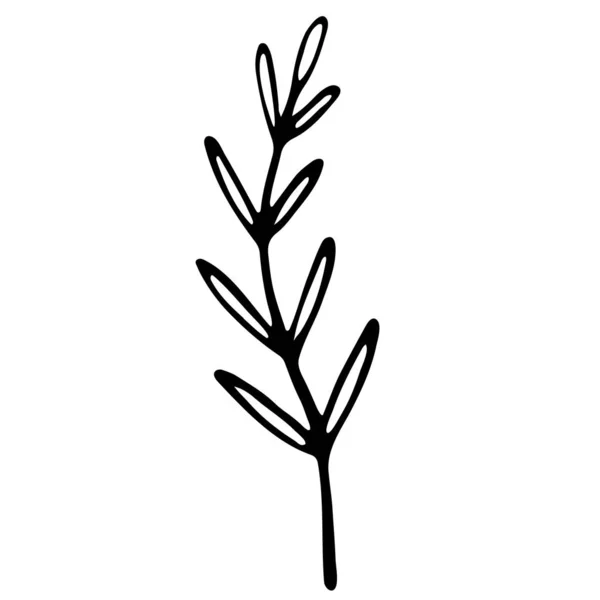 可爱的单手画草药元素 手绘塔拉贡 白色隔离 — 图库矢量图片