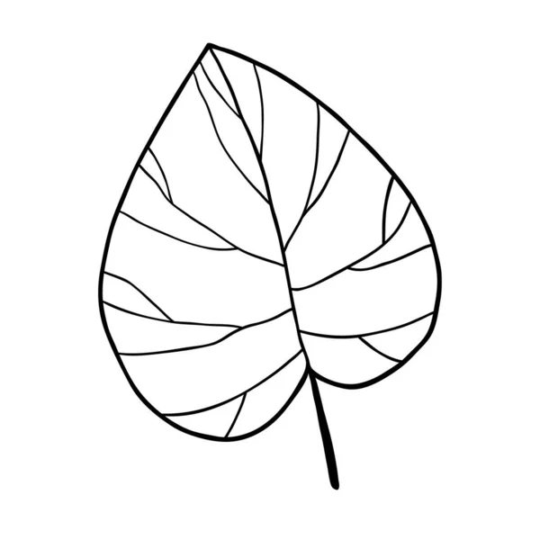 Philodendron Leaf Bonito Elemento Ervas Desenhado Mão Única — Vetor de Stock