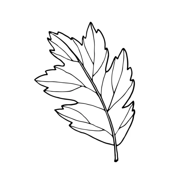 Симпатичный Одноручный Травяной Элемент — стоковый вектор