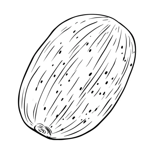 Hand Drawn Nutmeg Isolated White — Stock Vector