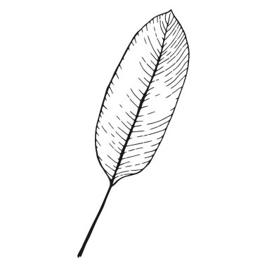 soyut tropikal yaprak beyaza izole edilmiş