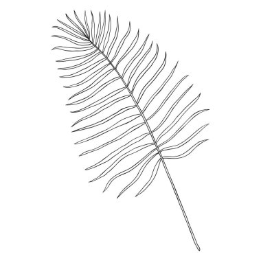 soyut tropikal yaprak beyaza izole edilmiş