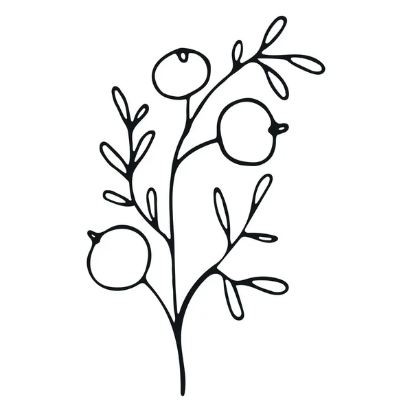 Hierba Boda Dibujada Mano Lindo Elemento Herbal Dibujado Mano Sola — Archivo Imágenes Vectoriales