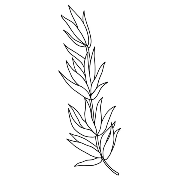 Dibujo Contorno Vectorial Lindo Solo Mano Dibujado Elemento Herbal — Archivo Imágenes Vectoriales