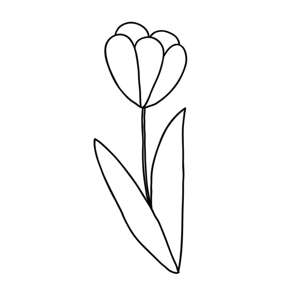 Enda Klottrande Blomma Handritad Tulpan Isolerad Vit — Stock vektor